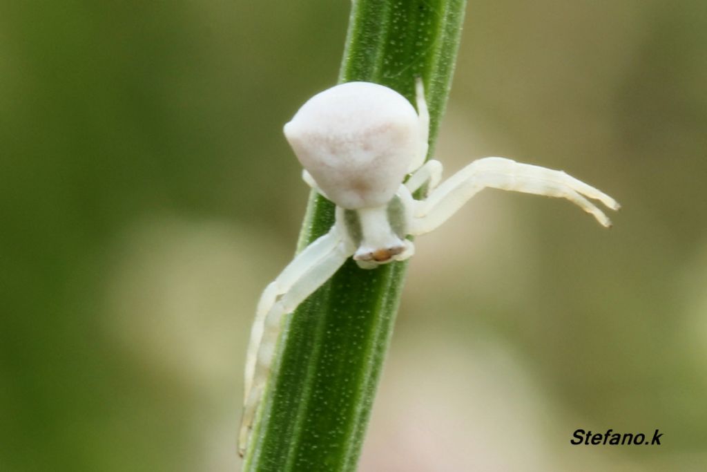 Giovane Thomisus onustus - Padriciano (TS)